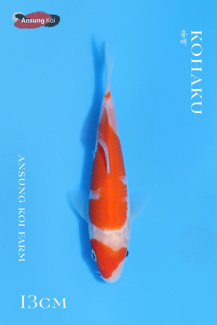 홍백 13cm