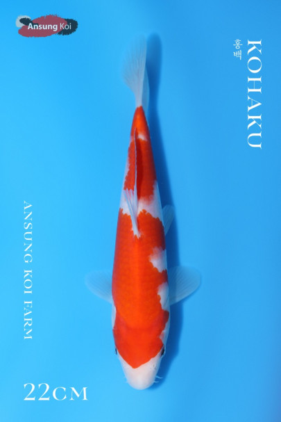 홍백 22cm