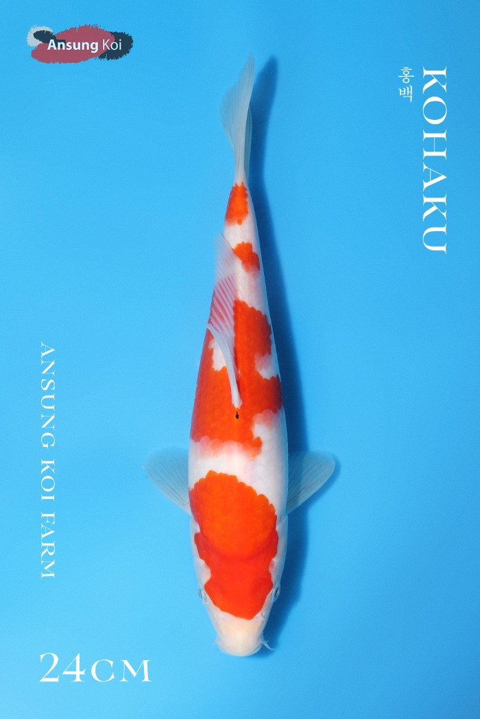 홍백 24cm