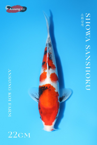 소화삼색 22cm