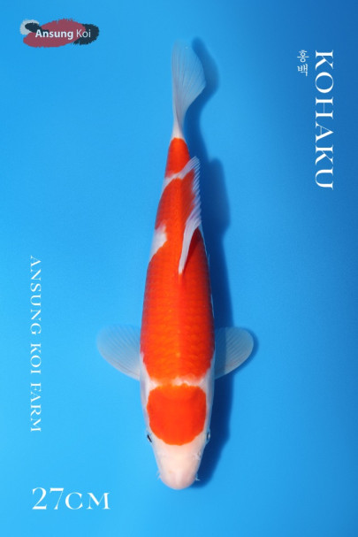 홍백 27cm