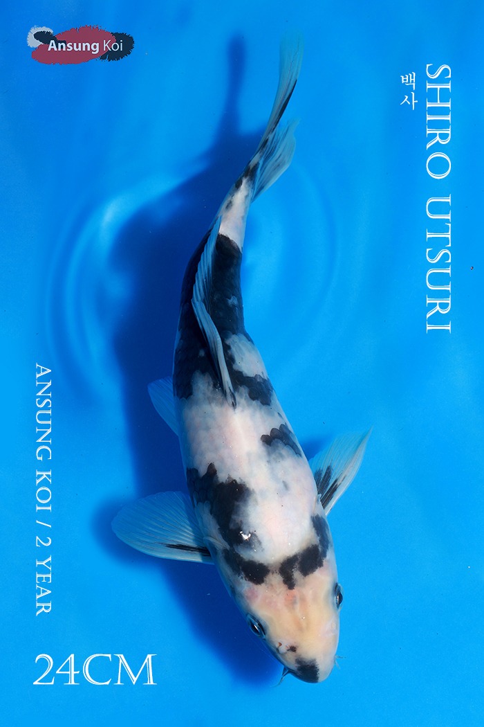백사 25cm