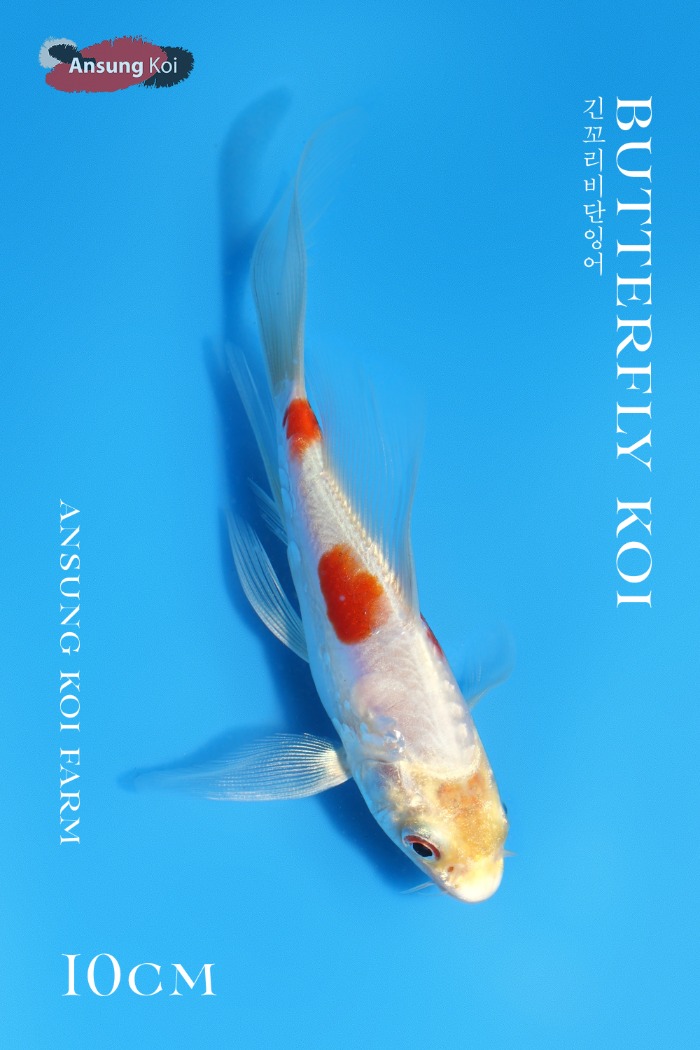 키쿠슈 버터플라이코이 10cm