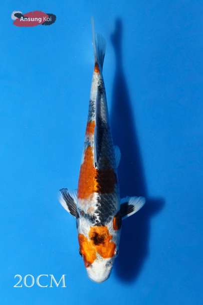 금소화 20cm