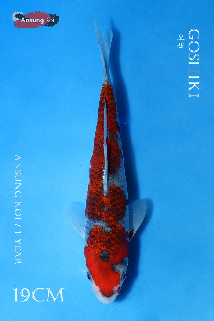오색 19cm