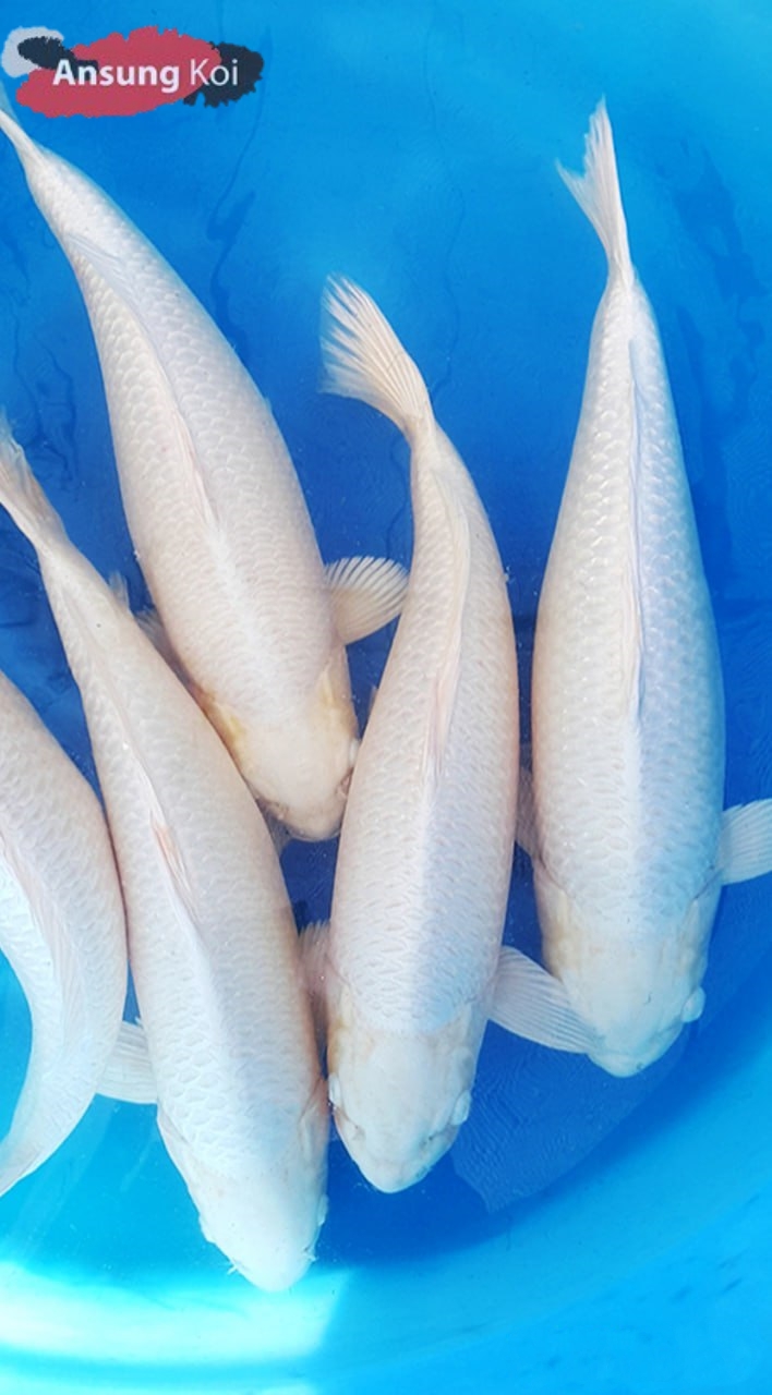 백금 50cm전후