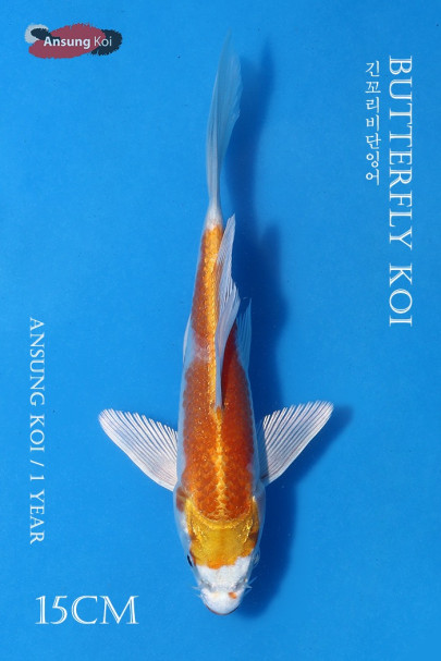 하리와케 버터플라이코이 15cm