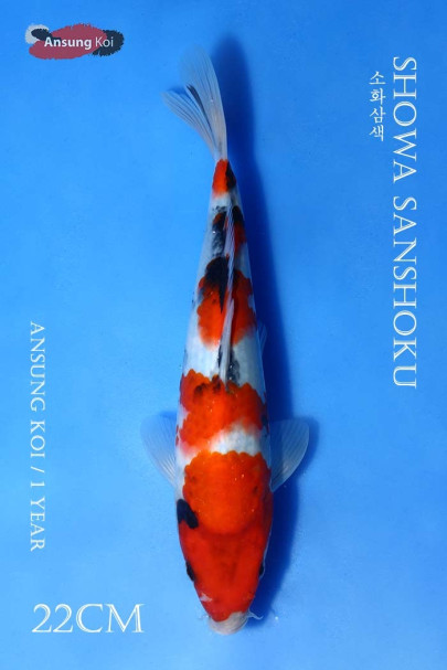 소화삼색 22cm