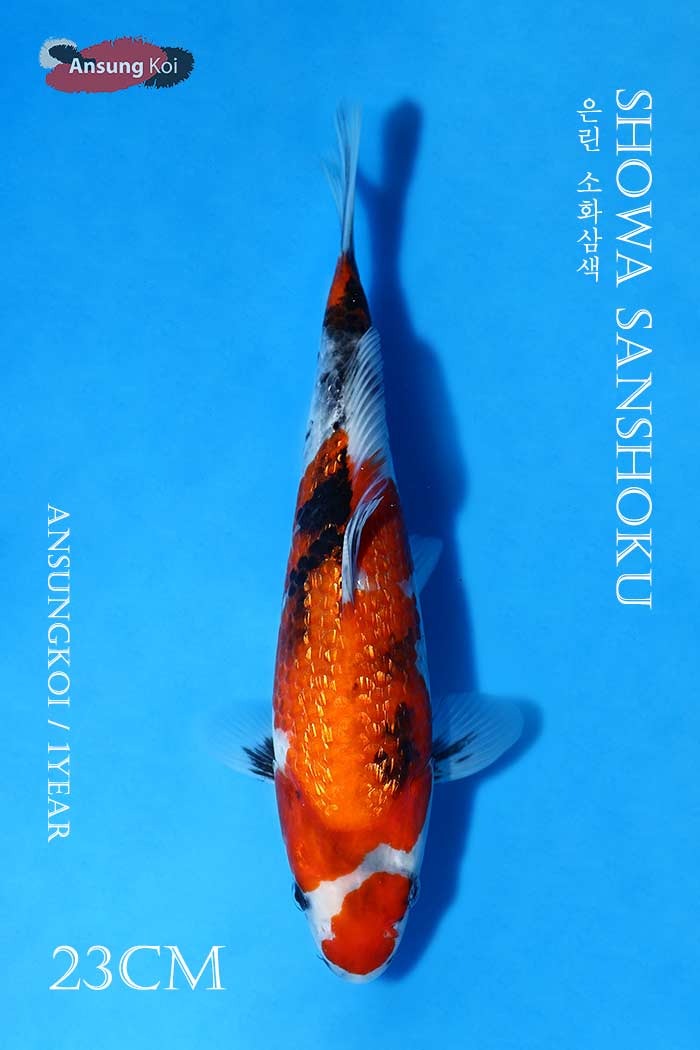 은린 소화삼색 23cm