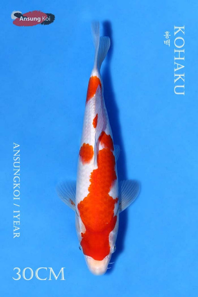 홍백 30cm