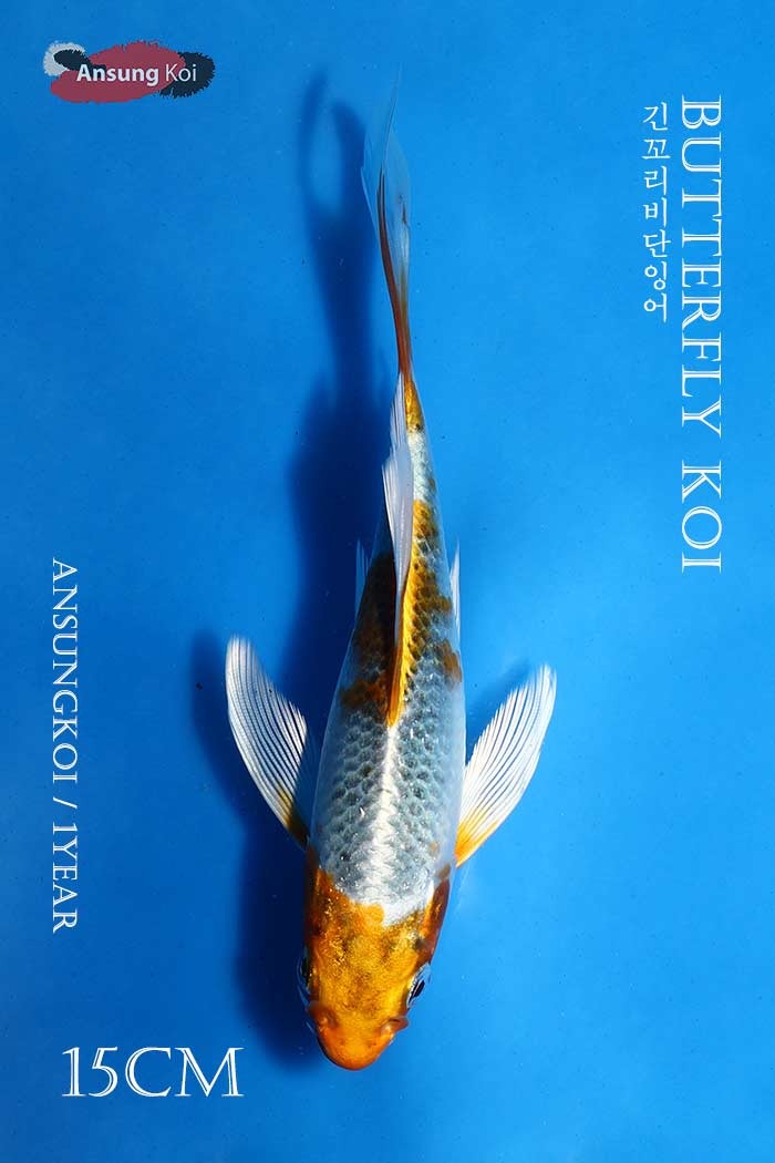 금공작 버터플라이코이 15cm