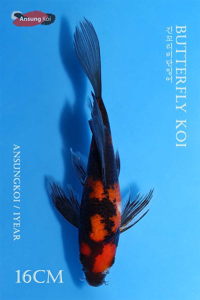 소화삼색 버터플라이코이 16cm