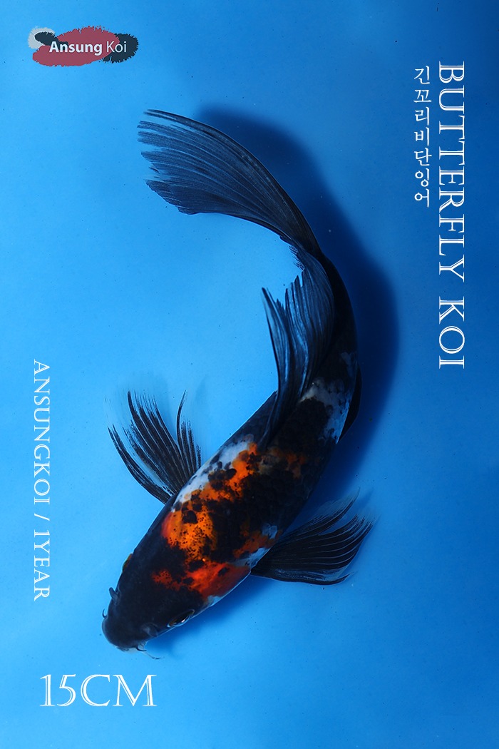 소화삼색 버터플라이코이 15cm