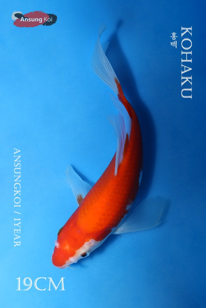 홍백 버터플라이코이 19cm