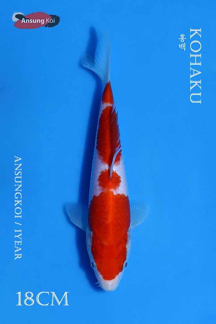 홍백 18cm