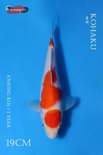 홍백 19cm