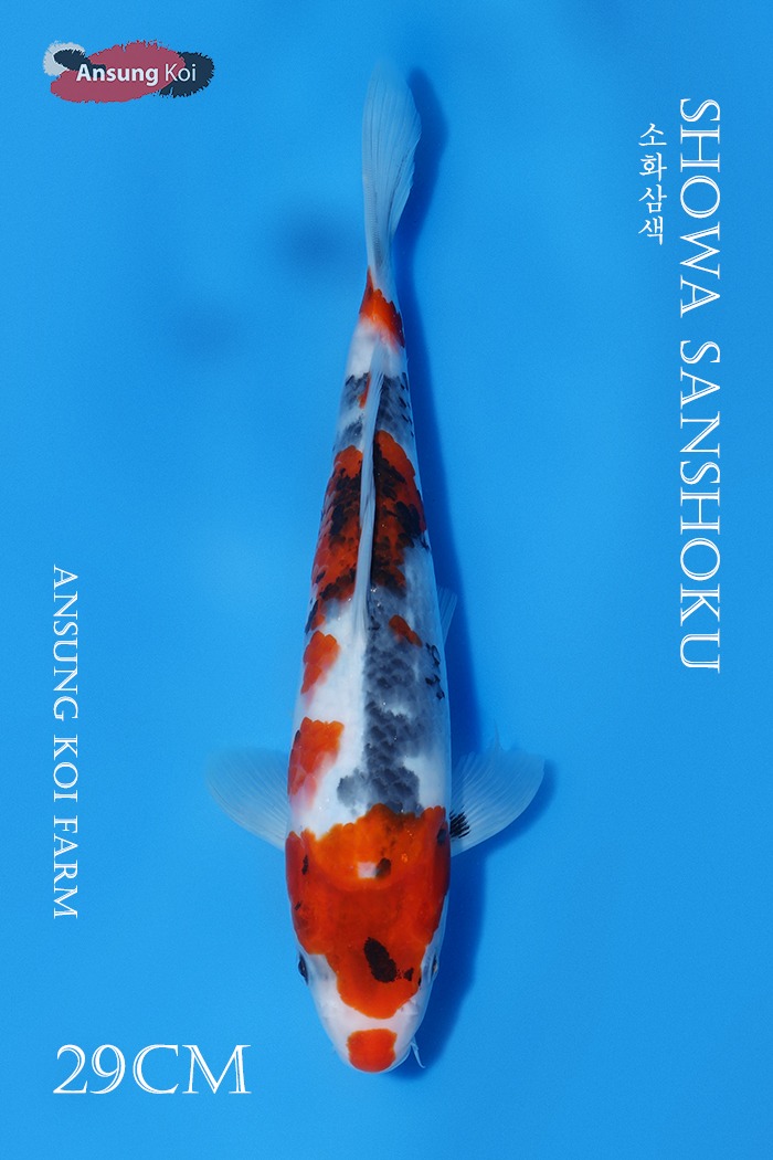 소화삼색 29cm