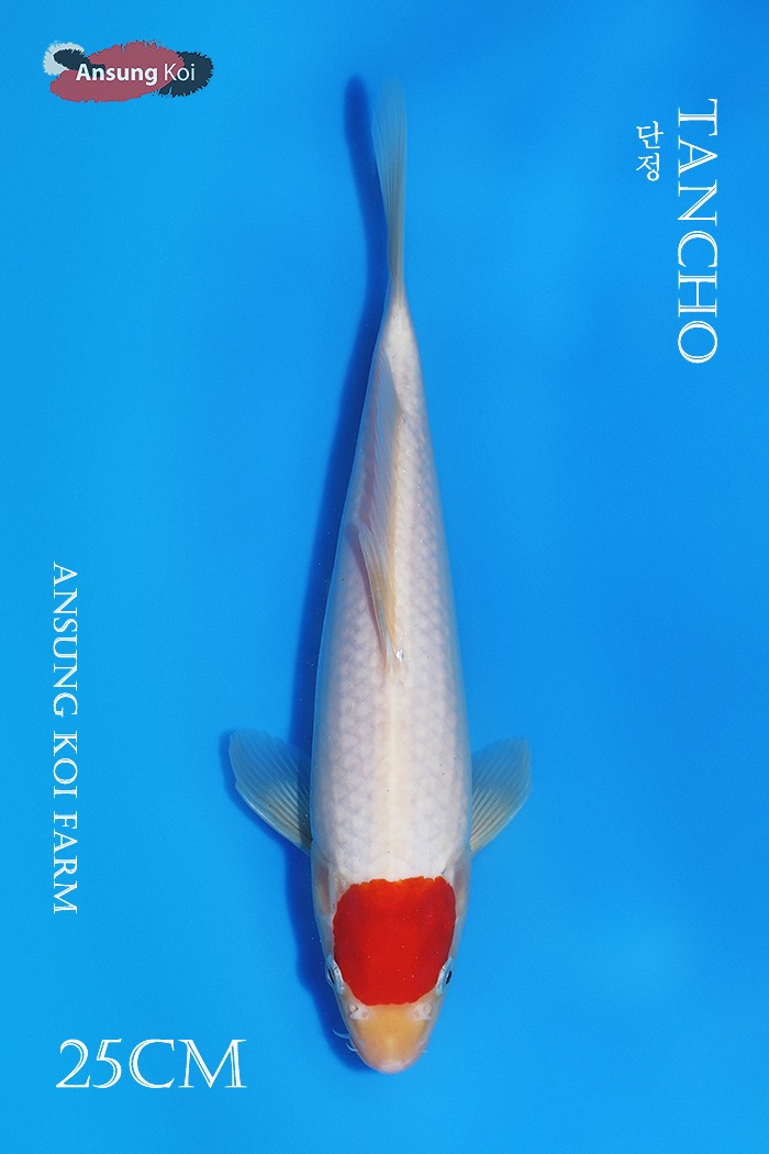 단정 25cm