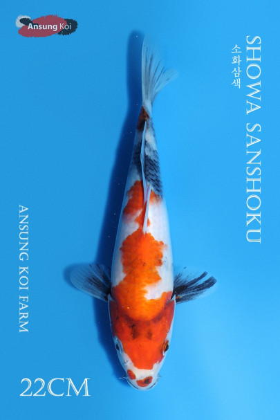 소화삼색22cm