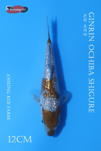 은린 오치바 12cm