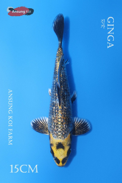 은린 긴가 15cm