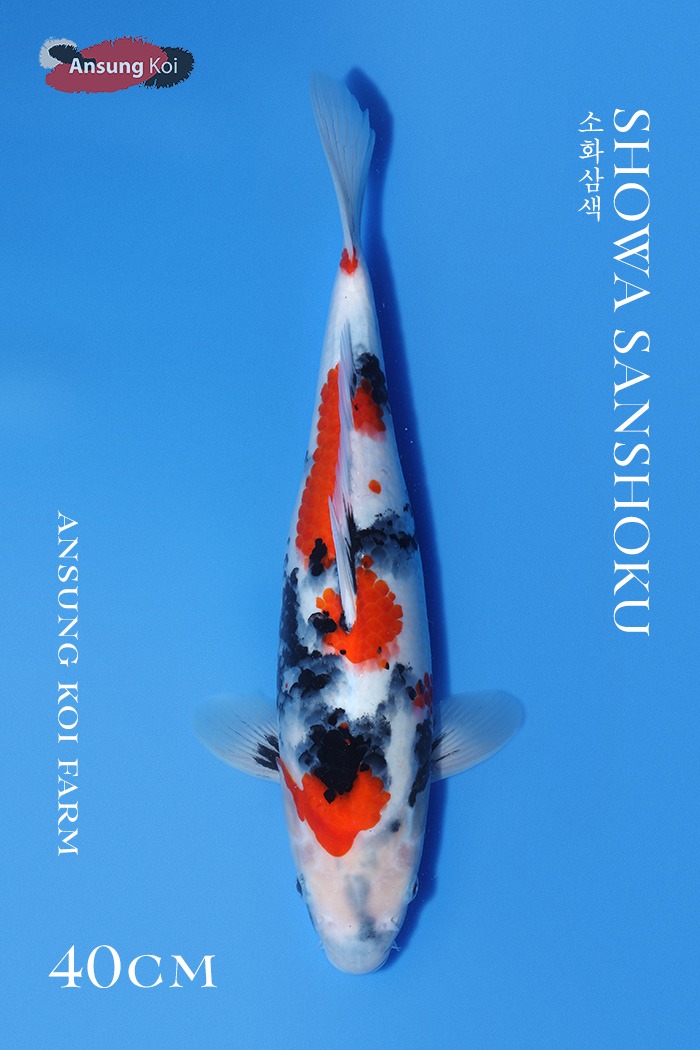 소화삼색 40cm