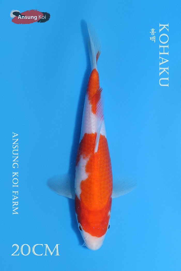 홍백 20cm