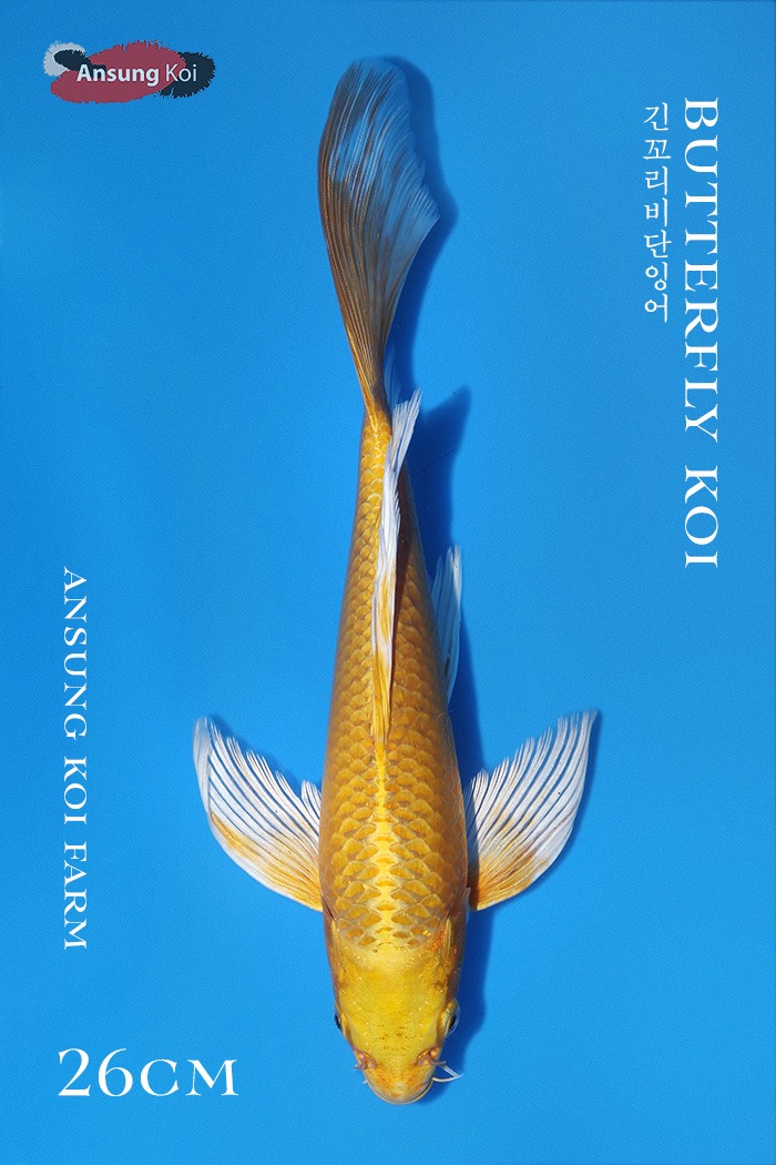 황금 버터플라이코이 26cm