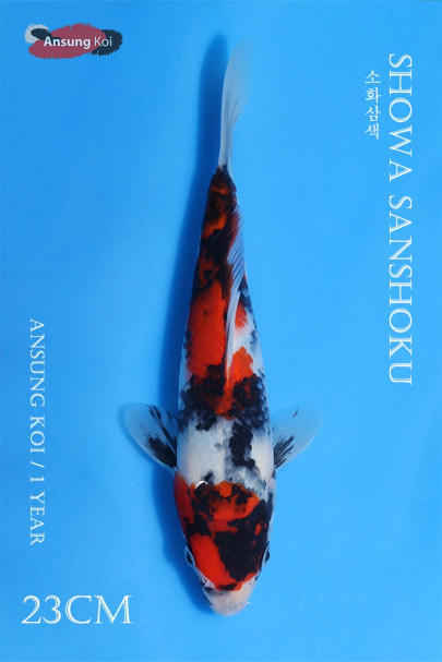소화삼색 23cm