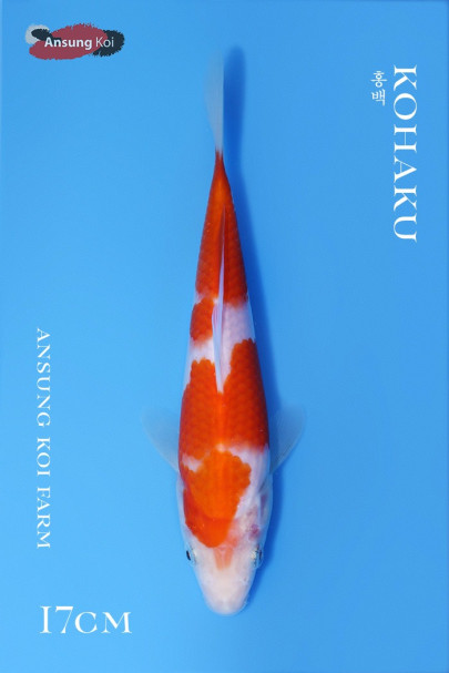 홍백 17cm