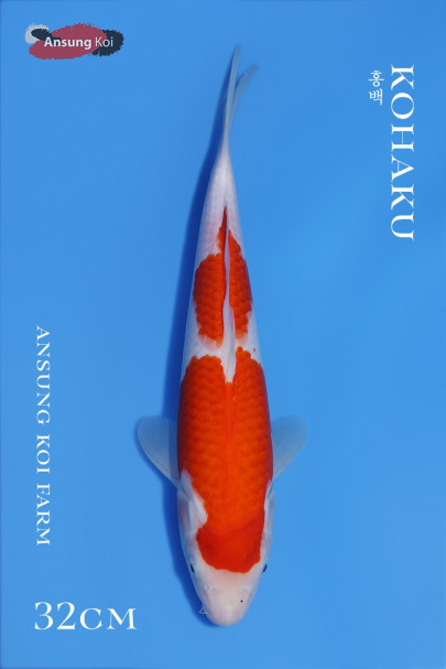 홍백 32cm