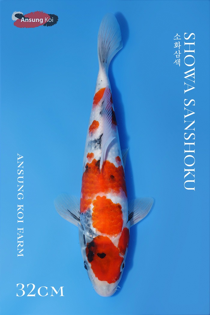 2025/3/21 이벤트어 소화삼색 32cm