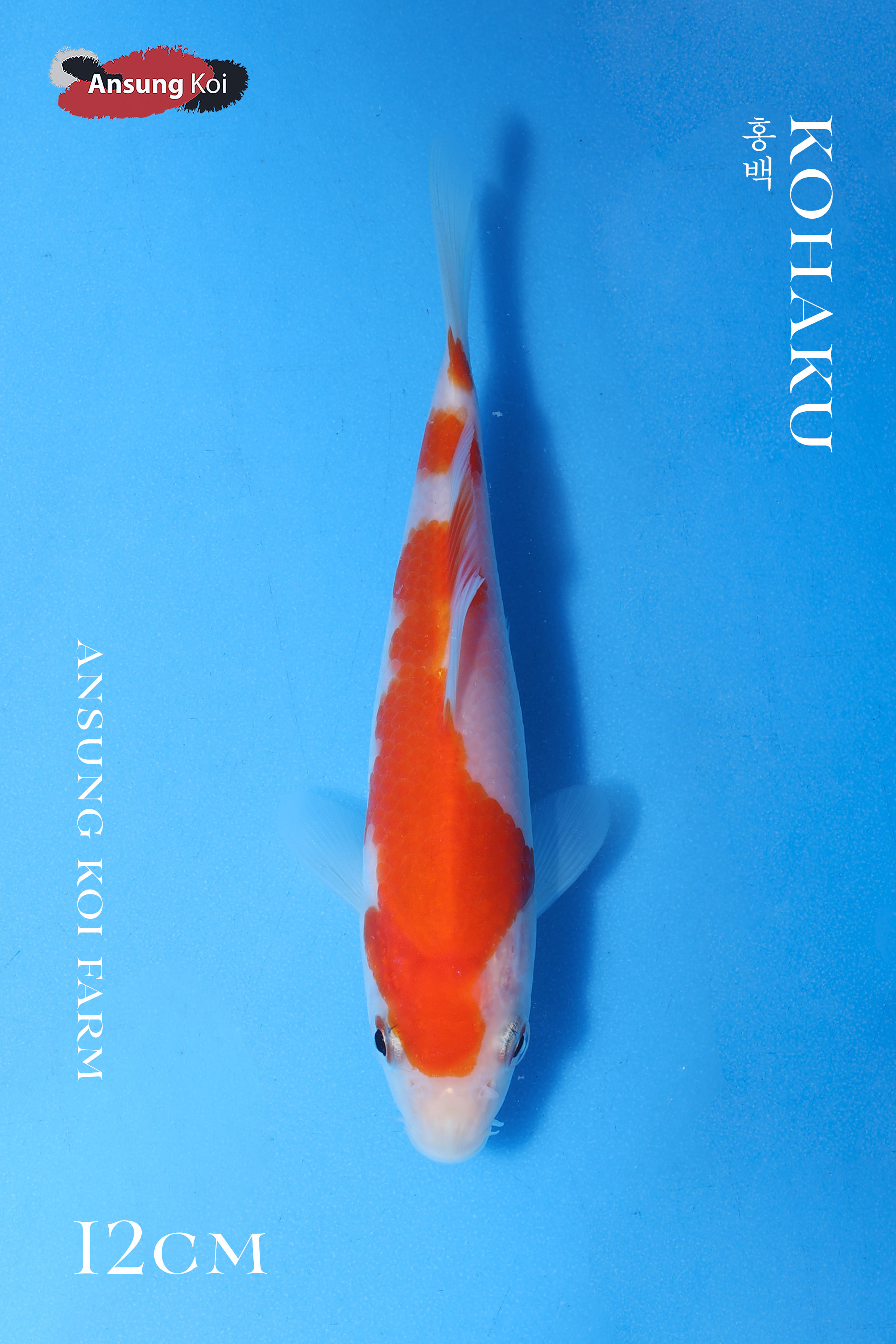 2025/3/21 이벤트어 홍백12cm