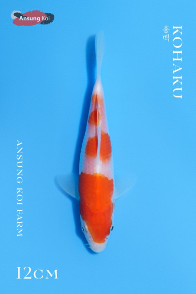 홍백 12cm