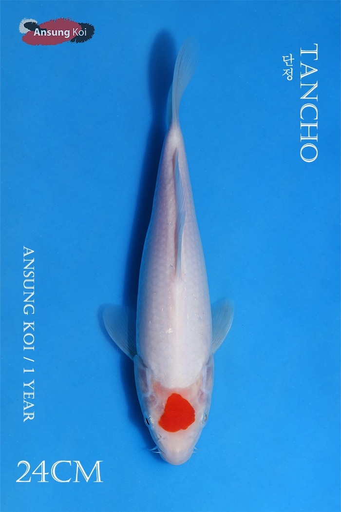 단정 24cm