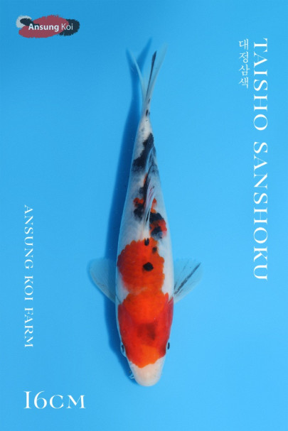 대정삼색 16cm