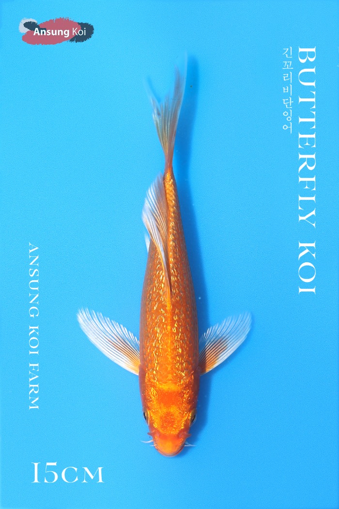 다이아 오레곤 버터플라이코이 15cm