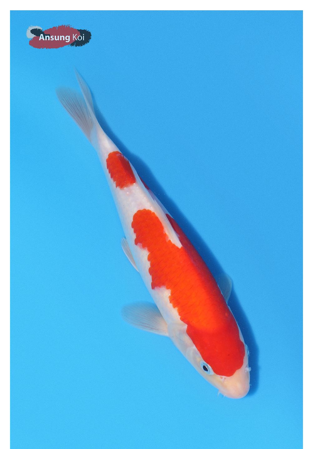 악세사리 상품상세 이미지-S1L5