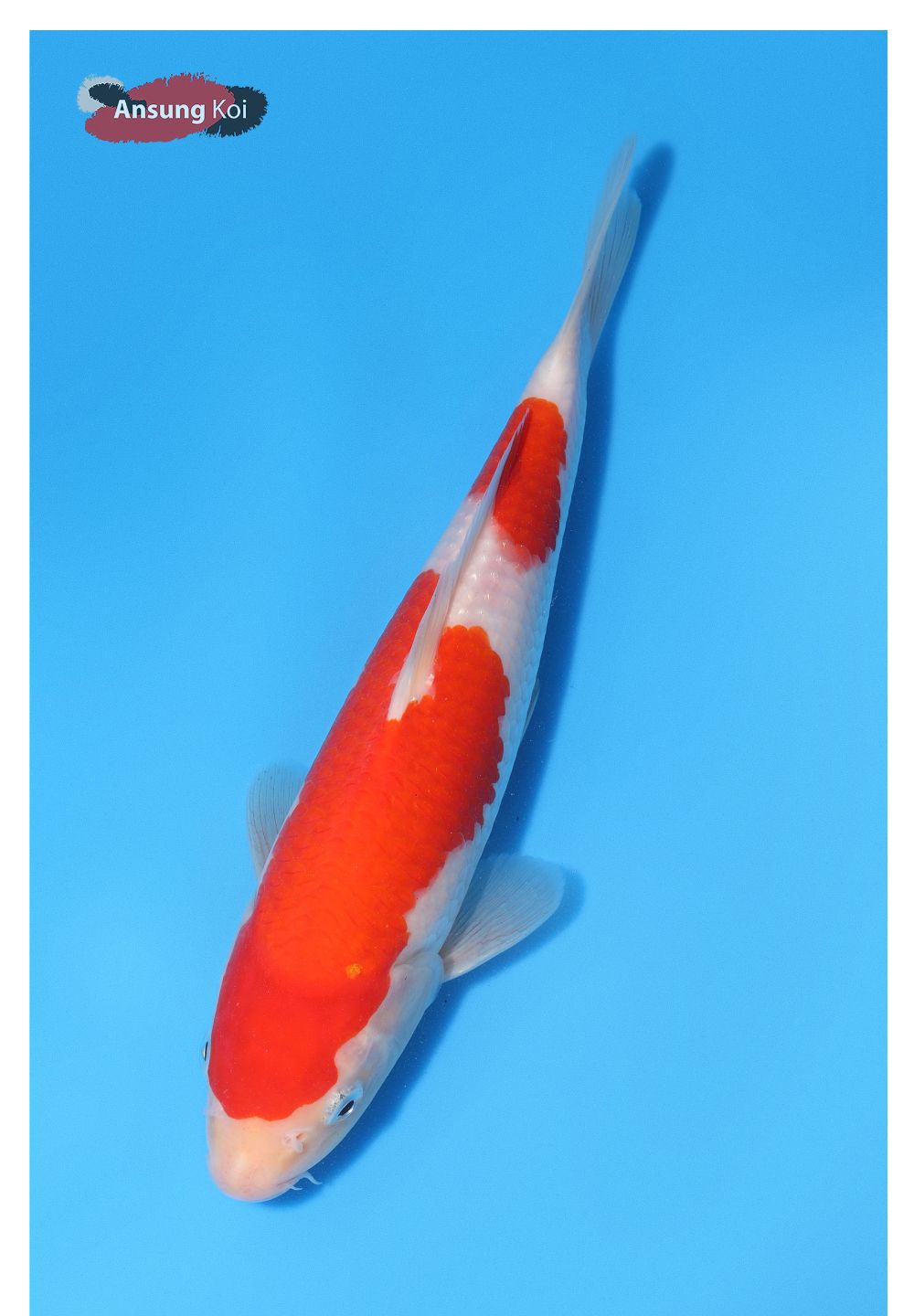 악세사리 상품상세 이미지-S1L6