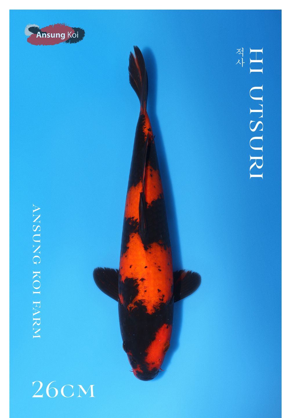 악세사리 스카이블루 색상 이미지-S1L11