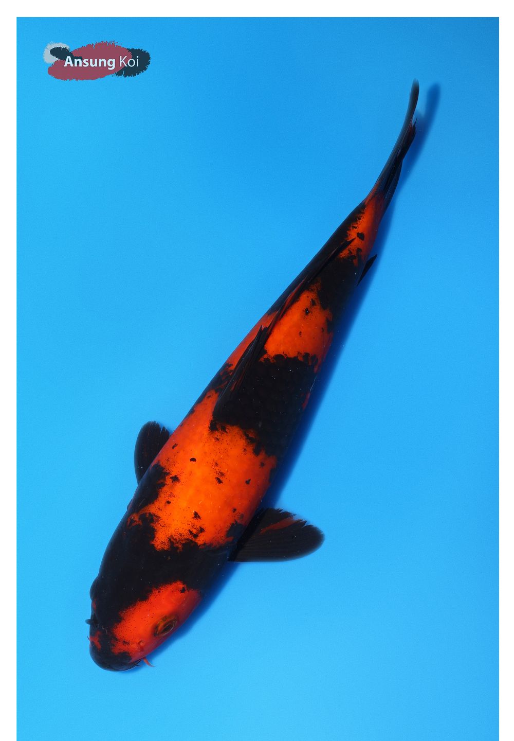 악세사리 상품상세 이미지-S1L12