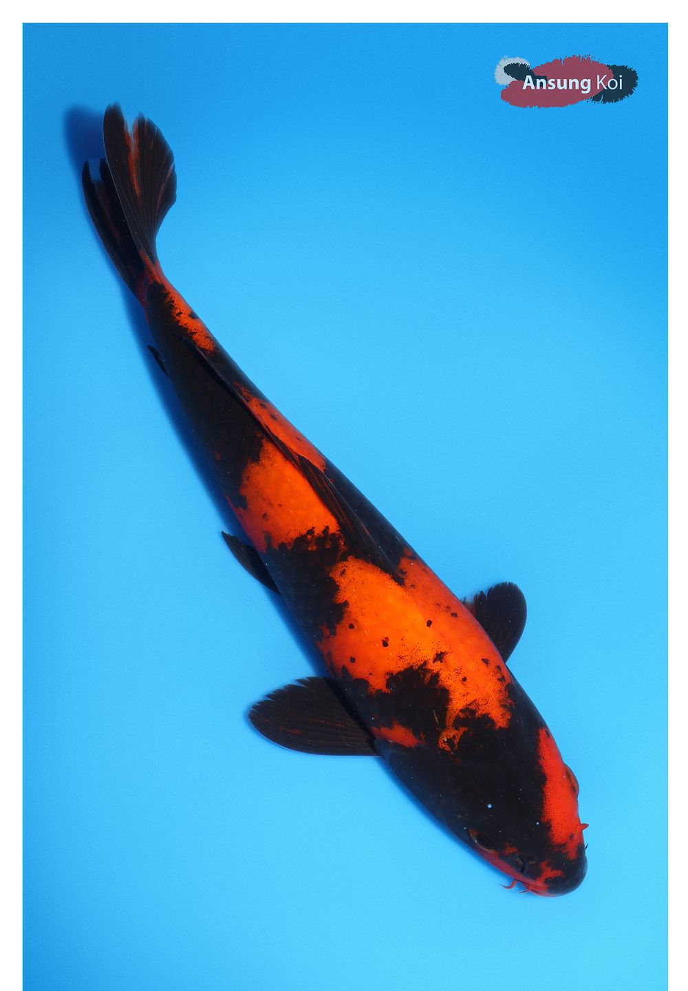 악세사리 상품상세 이미지-S1L13