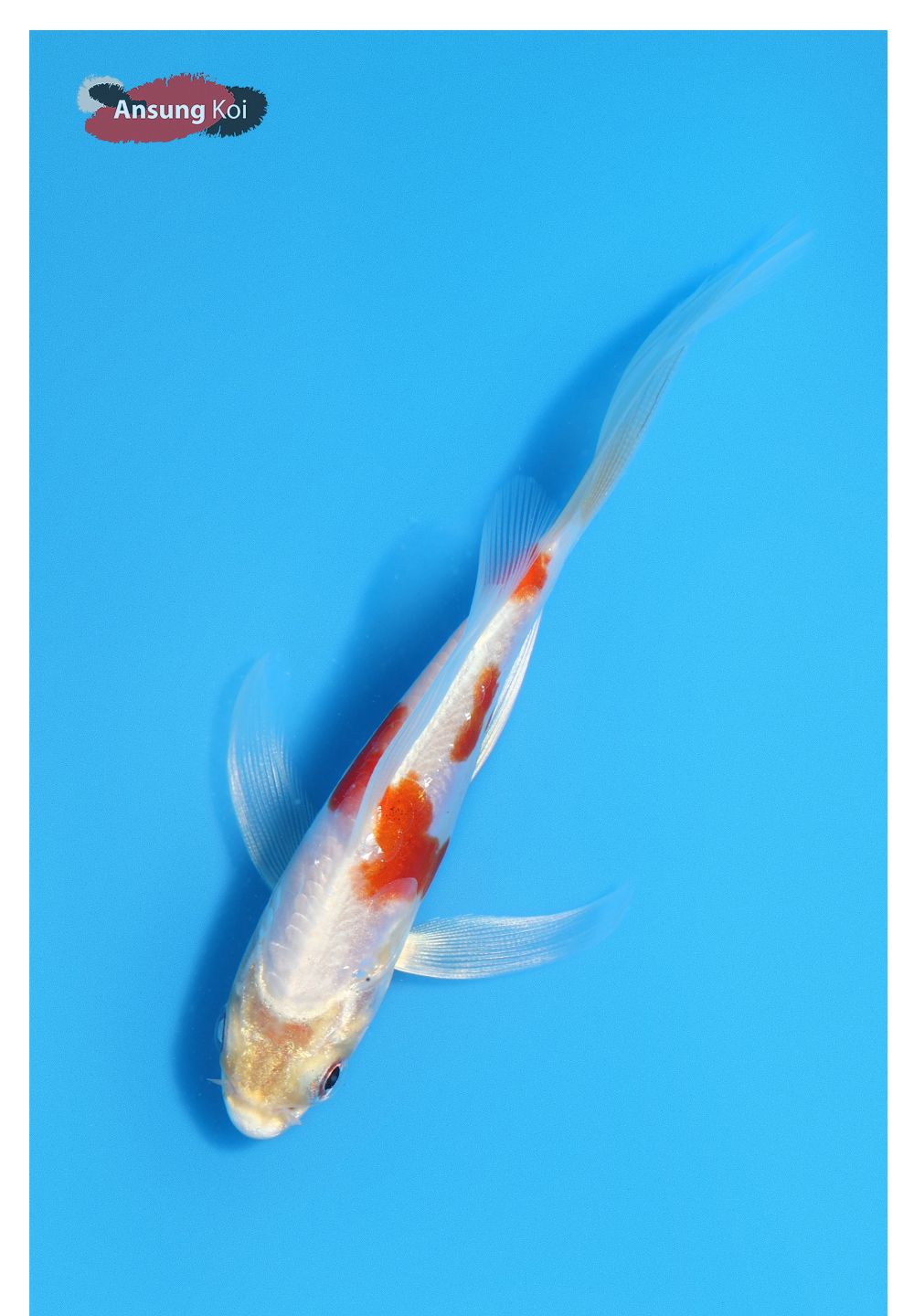 점퍼 상품상세 이미지-S1L12