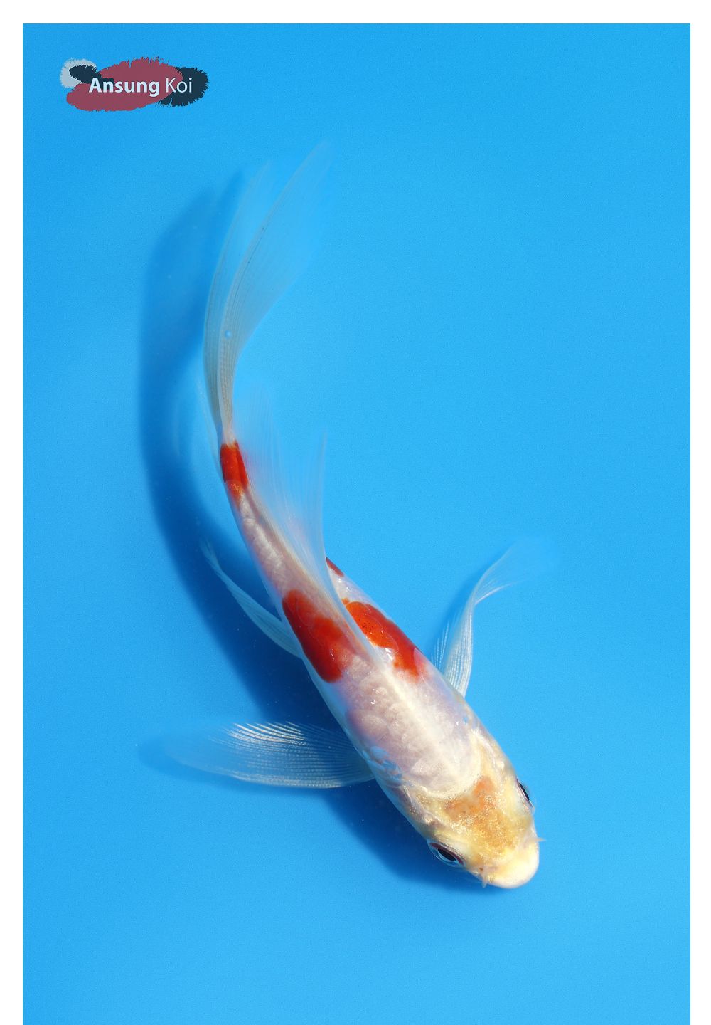 점퍼 상품상세 이미지-S1L14