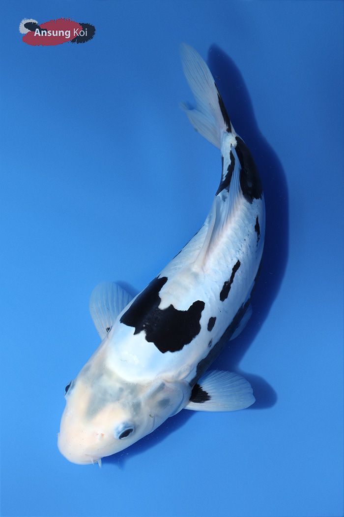 751_detail2.jpg